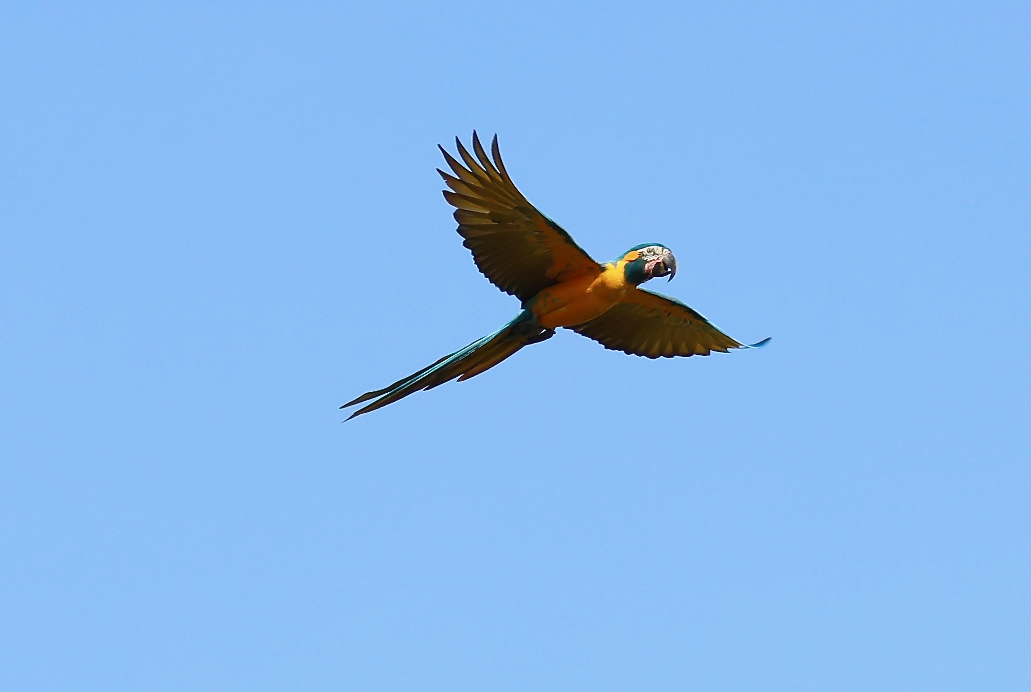 Blaulatz im Flug